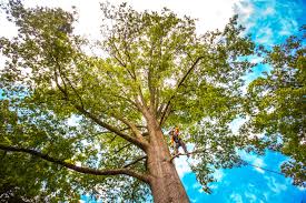 Best Tree Disease Treatment  in Mount Pleasant, UT