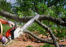 Best Tree Removal  in Mount Pleasant, UT