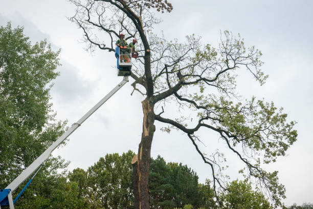 Reliable Mount Pleasant, UT  Tree Services Solutions