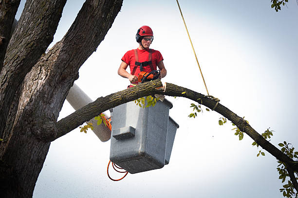 Best Emergency Tree Removal  in Mount Pleasant, UT