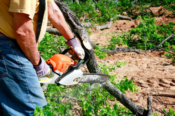 Why Choose Our Tree Removal Services in Mount Pleasant, UT?